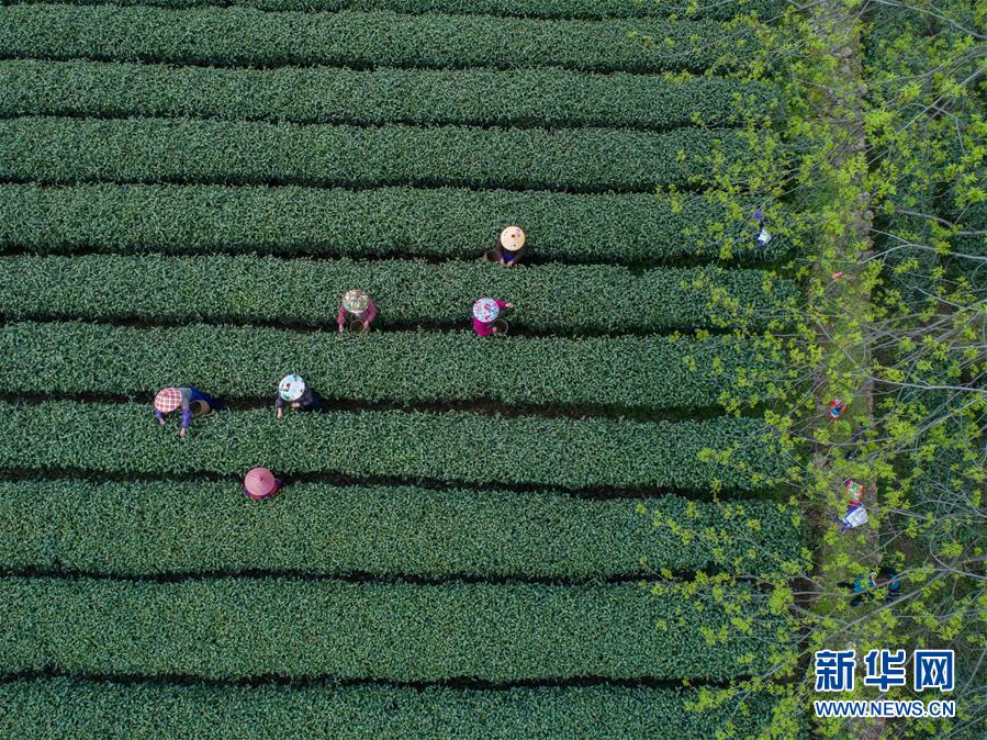 [凤凰网站登录下载]