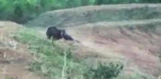 [凤凰网站登录下载]